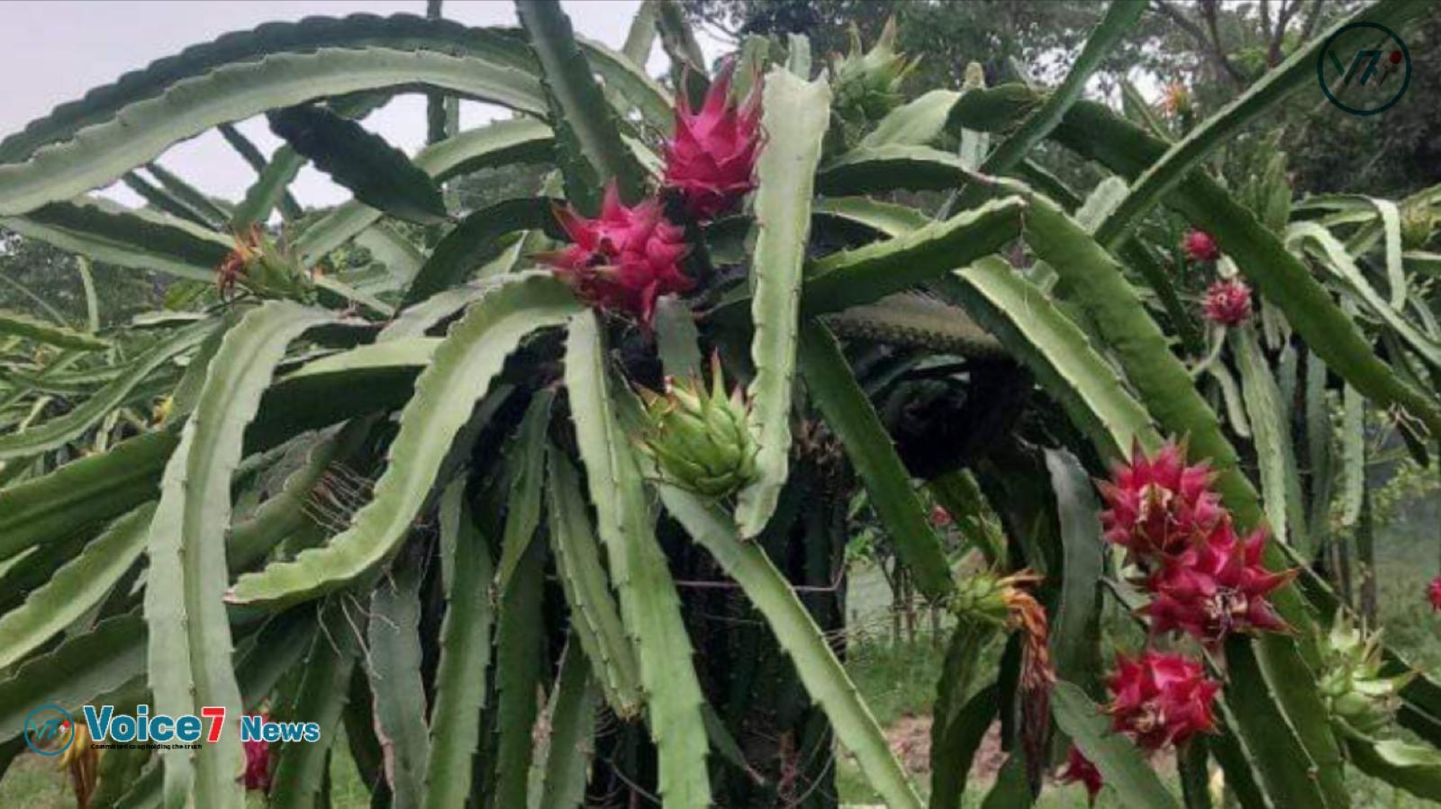 Farmers said that there are still many farmers in Teknaf, who do not know anything about dragon fruits. 